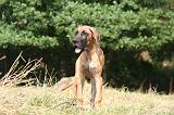 DOGUE ALLEMAND 965